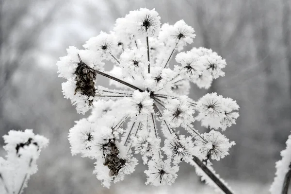 Twig Frost Cover Shallow Dof — 图库照片