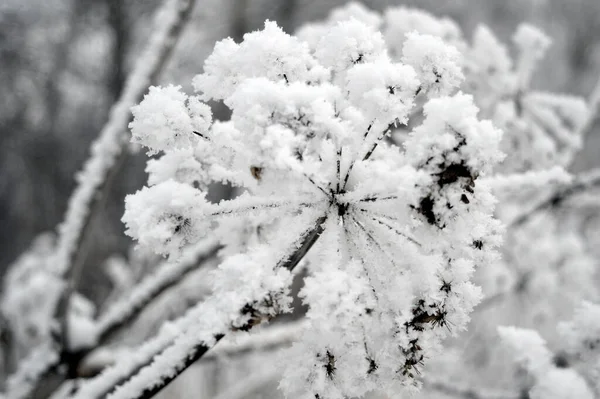 Twig Frost Cover Shallow Dof — Zdjęcie stockowe