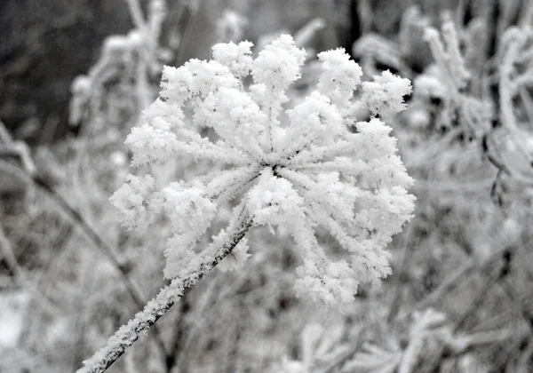 Twig Frost Cover Shallow Dof — ストック写真