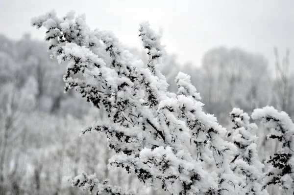 Twig Frost Cover Shallow Dof — Stockfoto