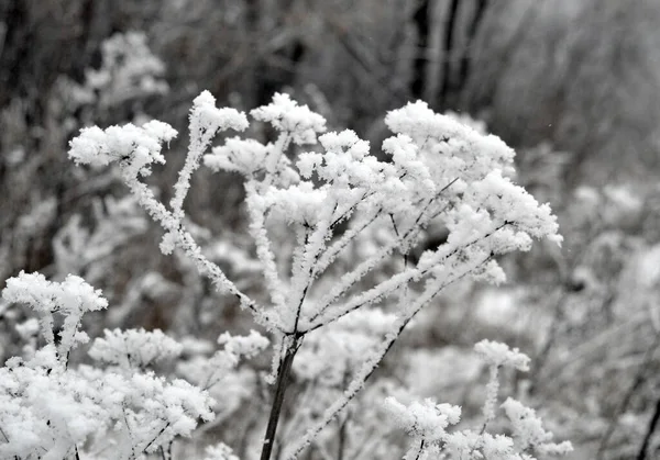 Twig Frost Cover Shallow Dof — Stockfoto