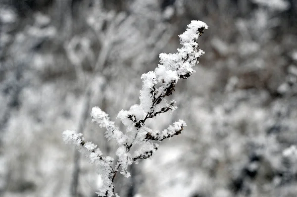 Twig Frost Cover Shallow Dof — Stock Photo, Image