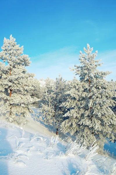 Сосны, покрытые снегом на горе — стоковое фото