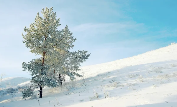 Yalnız çam karla kaplı — Stok fotoğraf