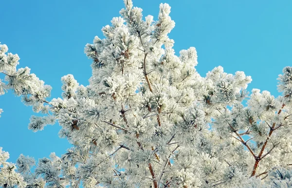 松树被雪覆盖的树枝 — 图库照片