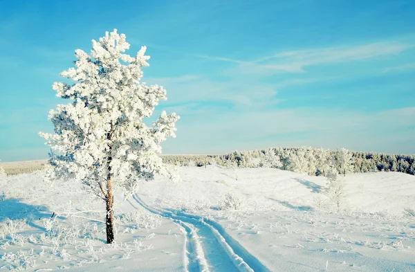 Eenzame pine besneeuwde op de heuvel — Stockfoto