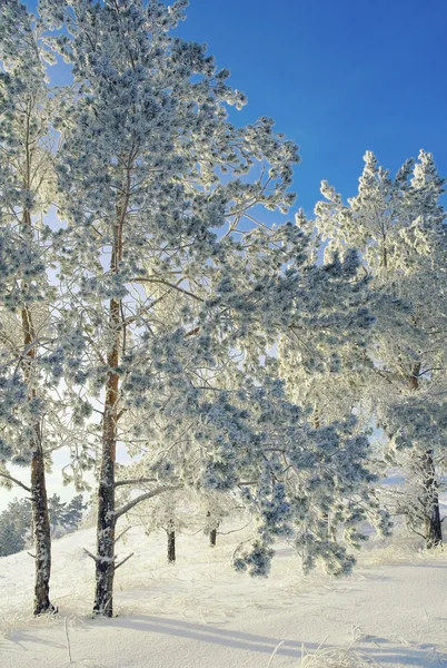 Sera paesaggio invernale con pini — Foto Stock