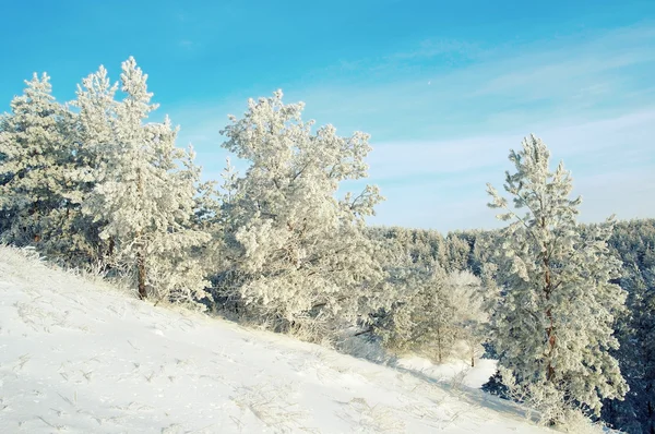 Pines snötäckta på berget — Stockfoto