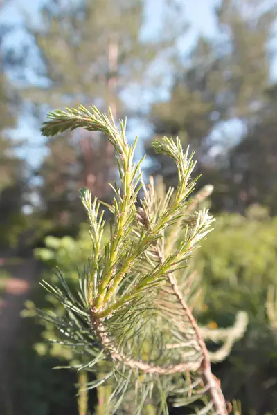 TWIG av tall makro vy — Stockfoto