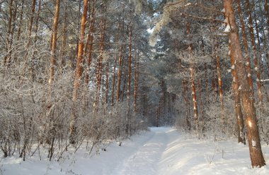 Kış manzara Forest pines ile akşam