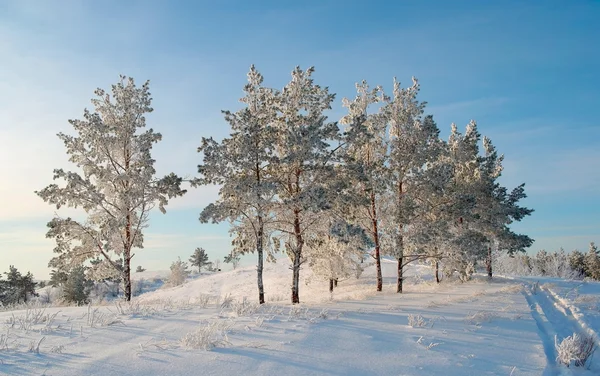 's avonds winterlandschap — Stockfoto