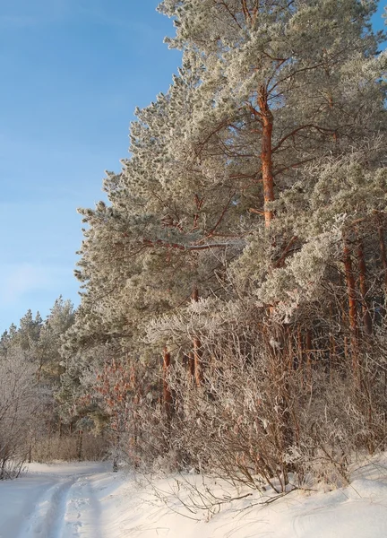 Sera paesaggio invernale — Foto Stock