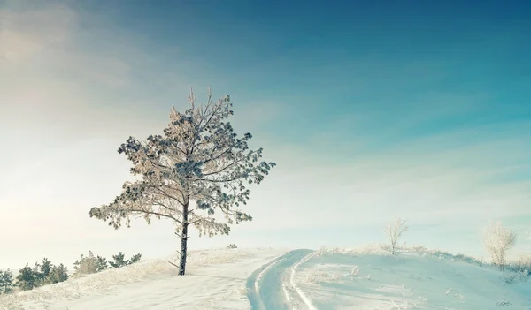 冬季景观与松 — 图库照片