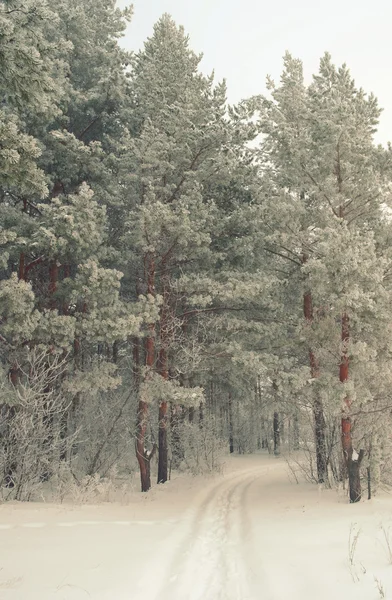 Paesaggio nebbioso invernale nella foresta con pini — Foto Stock