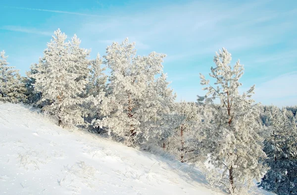 Kış manzarası, çam ağaçları tepelerde — Stok fotoğraf