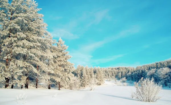 Vinterlandskap med tallar — Stockfoto