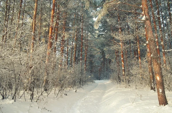 Winterlandschap in bos met pijnbomen, 's avonds — Stockfoto