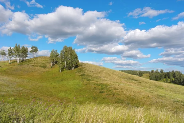 Beautiful summer landscape — Stock Photo, Image