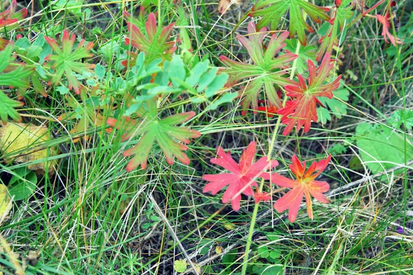 Autumn background — Stock Photo, Image