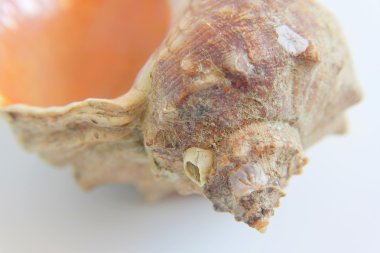 Deniz kabuğu makro görünümü doku