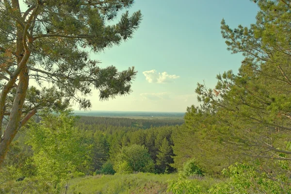 Prachtig zomers landschap — Stockfoto