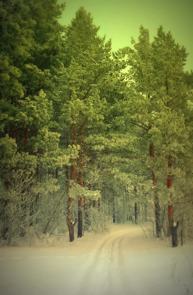 Zimní mlžné krajina v lese s borovice — Stock fotografie
