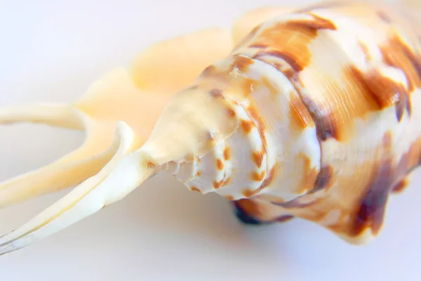 Макропредставление текстуры морской раковины — стоковое фото