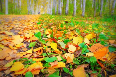 Sonbahar Birch koruda yürümeye