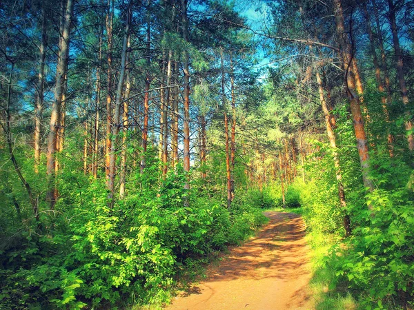 Estrada na floresta de verão — Fotografia de Stock