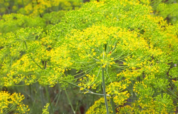 Finocchio in giardino — Foto Stock