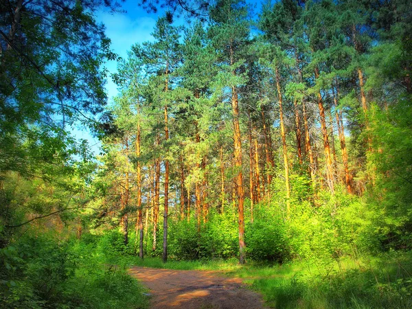 A nyári erdőben. — Stock Fotó