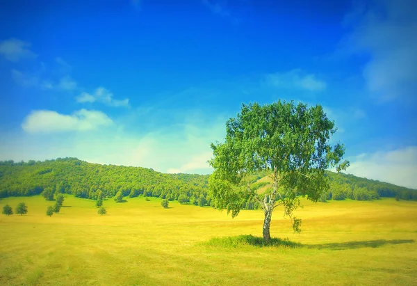 Zomer landschap — Stockfoto