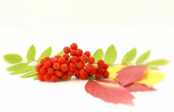 Red rowanberry and autumn leaves — Stock Photo, Image