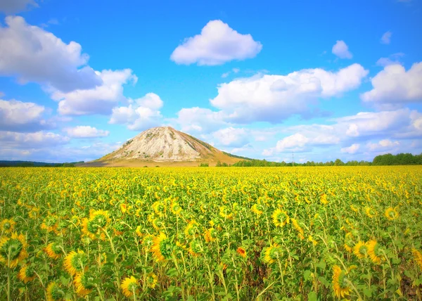 Paysage d'été. — Photo