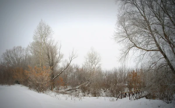 Invierno niebla paisaje — Foto de Stock