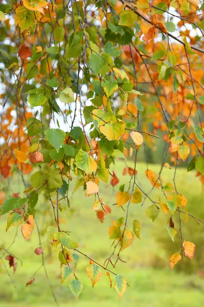 Herfst achtergrond — Stockfoto