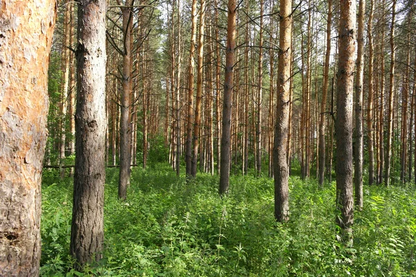 Summer landscape — Stock Photo, Image