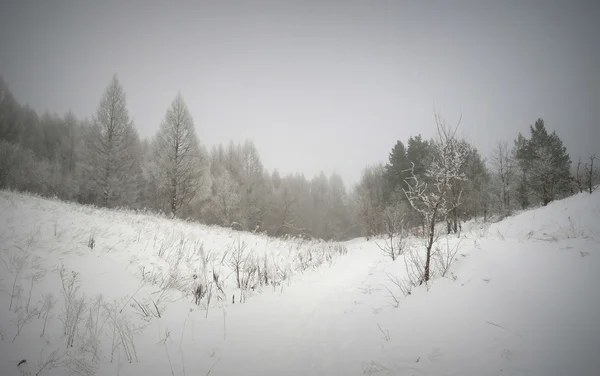 Зимний туманный пейзаж Стоковое Изображение