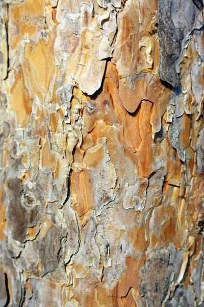 Textura da casca de pinheiro — Fotografia de Stock