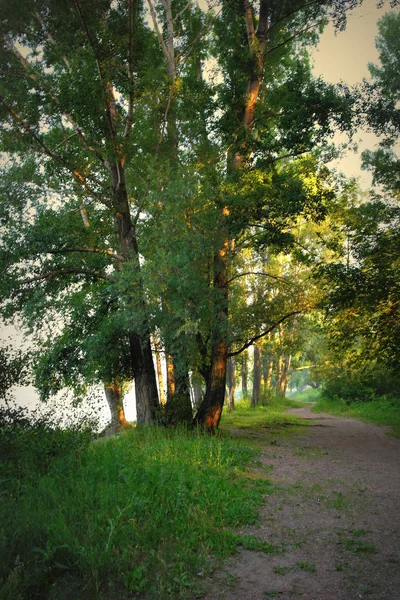 Krásná letní krajina — Stock fotografie