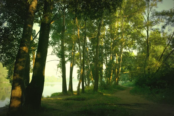 Beautiful summer landscape — Stock Photo, Image