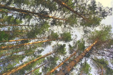 Top mavi gökyüzü üzerinde Pines