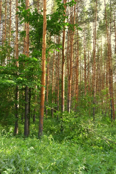 Summer landscape with trees — Stock Photo, Image