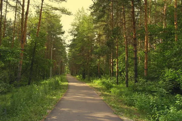 Zomer landschap in bos — Stockfoto