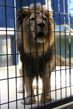 Berlin Hayvanat Bahçesi