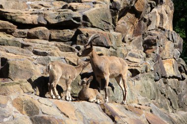 Berlin Hayvanat Bahçesi