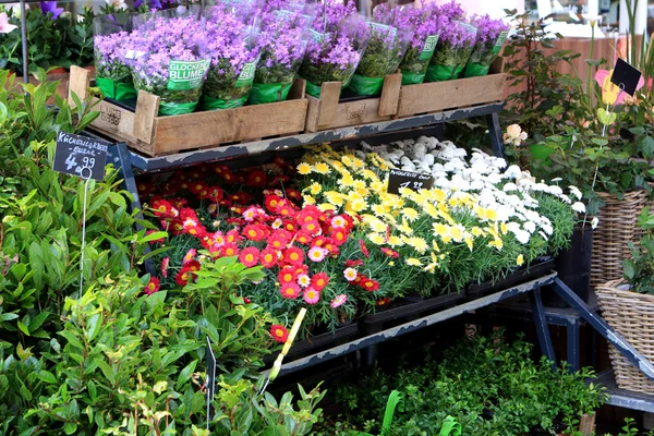 Цветочный рынок, Потсдам — стоковое фото