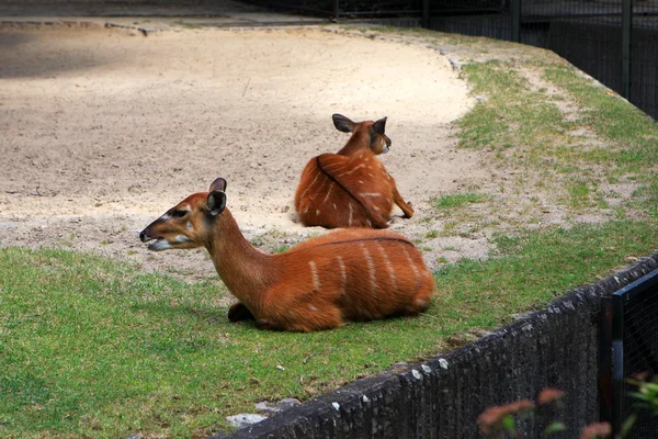 Berlin Zoo — Stock Photo, Image