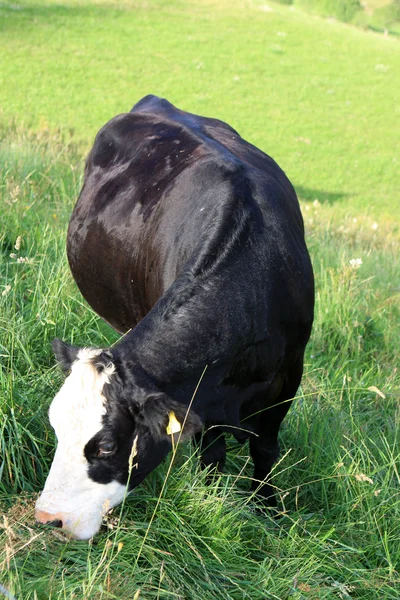 Vaca no campo — Fotografia de Stock