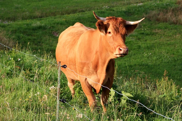 Kráva na hřišti — Stock fotografie